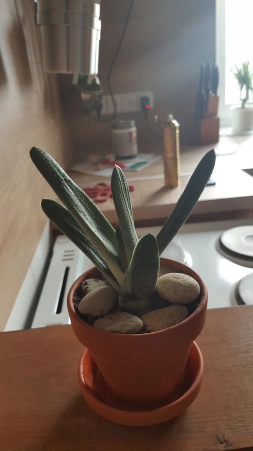 Apartmany Za Sakurou Hodonín Exteriör bild